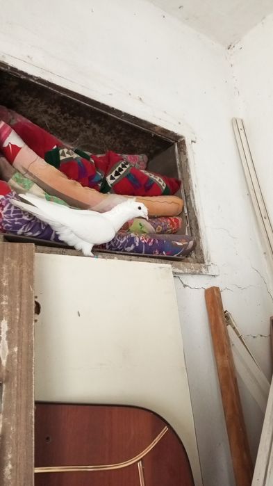 Голубь голуби кептер тауық қораз балапан