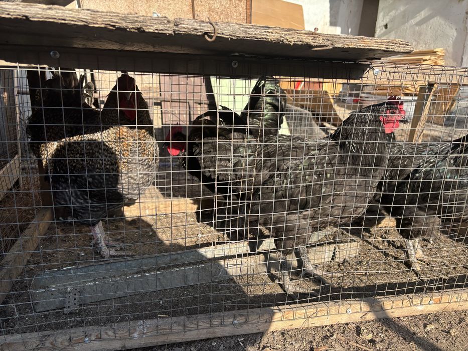 Продам петухов петухи