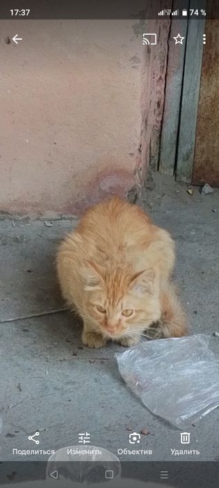 Кошка ищет дом, возможно потерялась