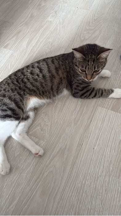 Отдам кошку в добрые руки