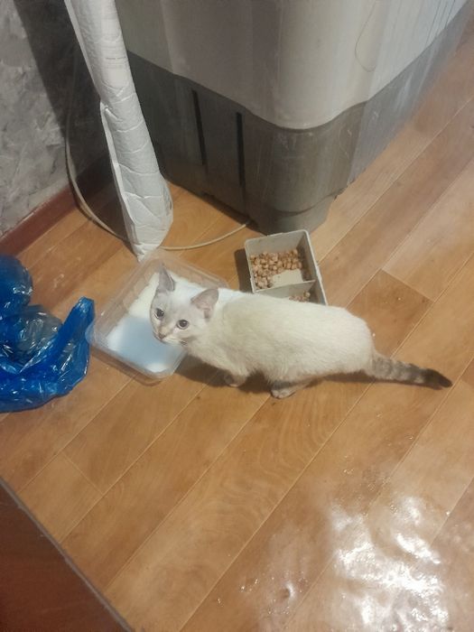 Котята 4- 5 месяцев