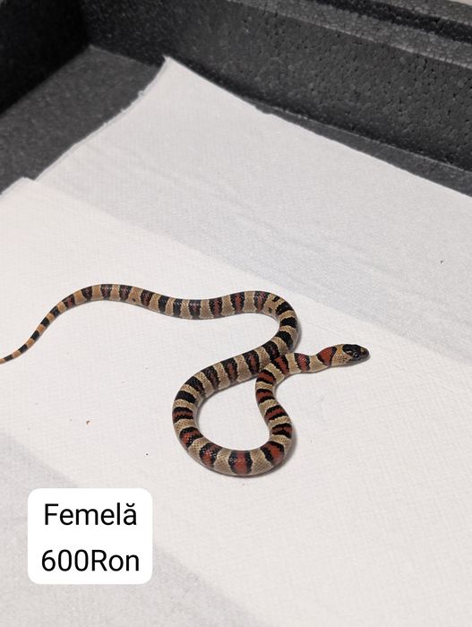 Sarpe Milksnake (Lampropeltis Leonis)