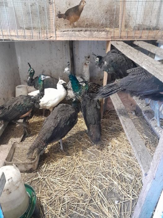 Vând  păuni tineri