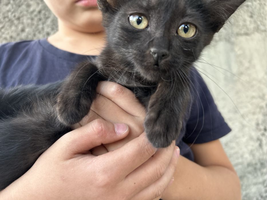 Котят милый,красивый