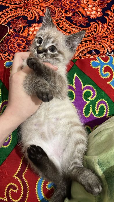 Мысық баласы сатылады