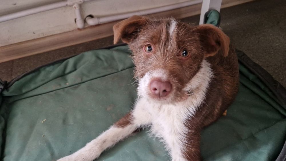 Catelusa pui abandonat