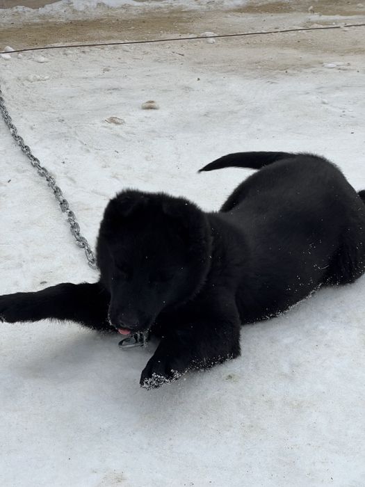 Сибирская Лайка