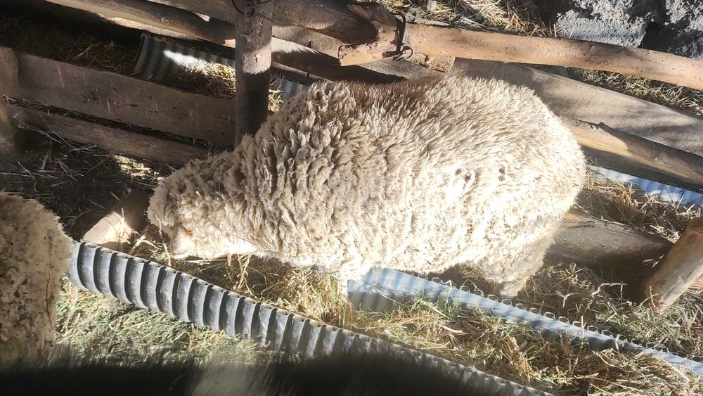 Продам барана(котный )