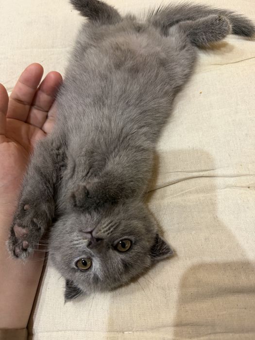 Mushuk sotiladi SKOTSH FOLD