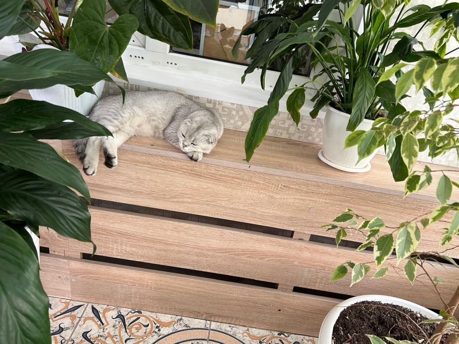 Скоттиш фолд кошка