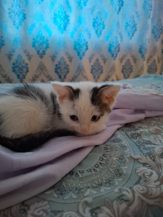 Отдам котёнка девочку