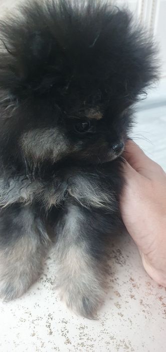 Продам щенка  шпиц