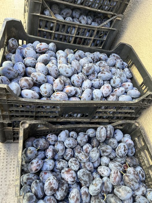 Prune de vanzara