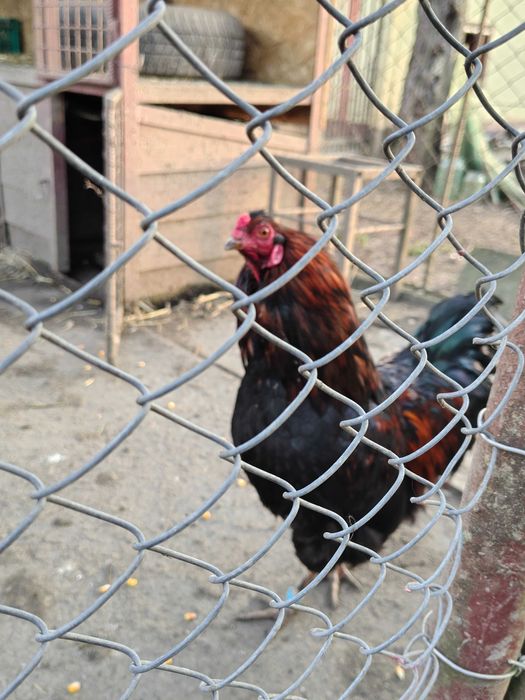 Ouă pentru incubat de Ameraucana