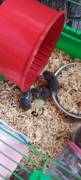Vând hamster pitic