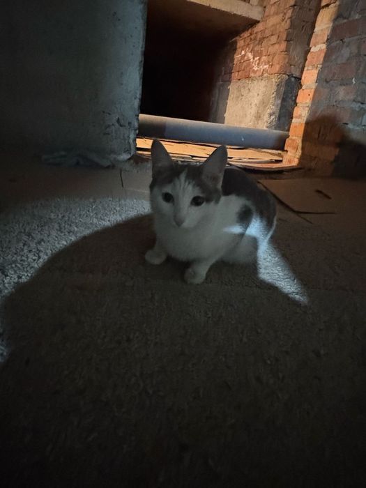 Кошка  в добрые руки