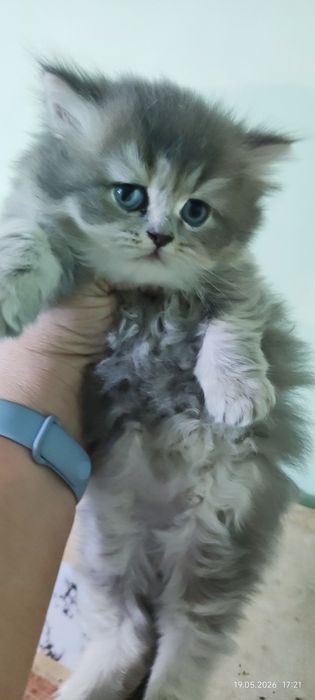 Котята шотландские шиншиллы
