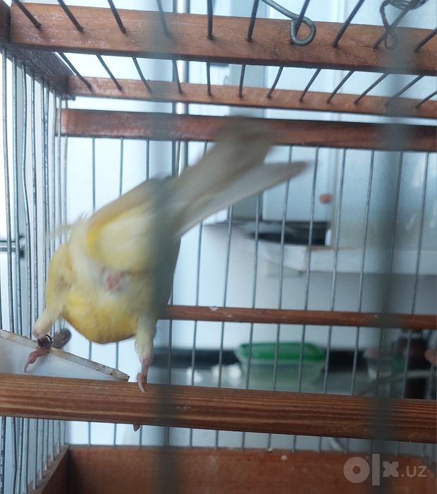 Kanareka traynik 100 % toza parofka bop