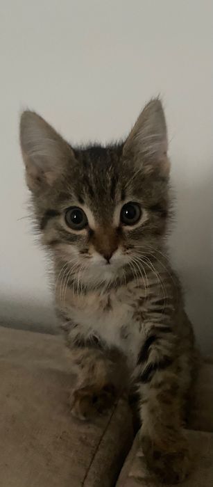 Котенок котенок котенок