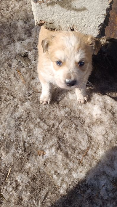 Отдам щенка мальчика