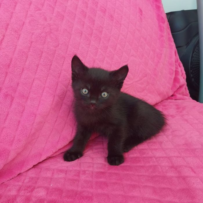 Отдам котенка  в добрые и заботливые руки