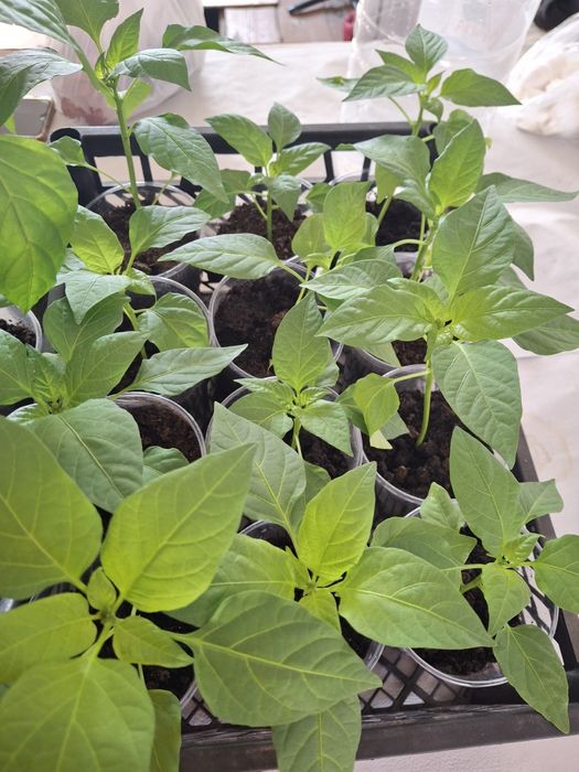 Продам рассаду горького перца