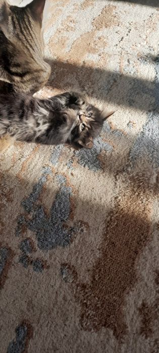 Отдам котят  в добрые руки