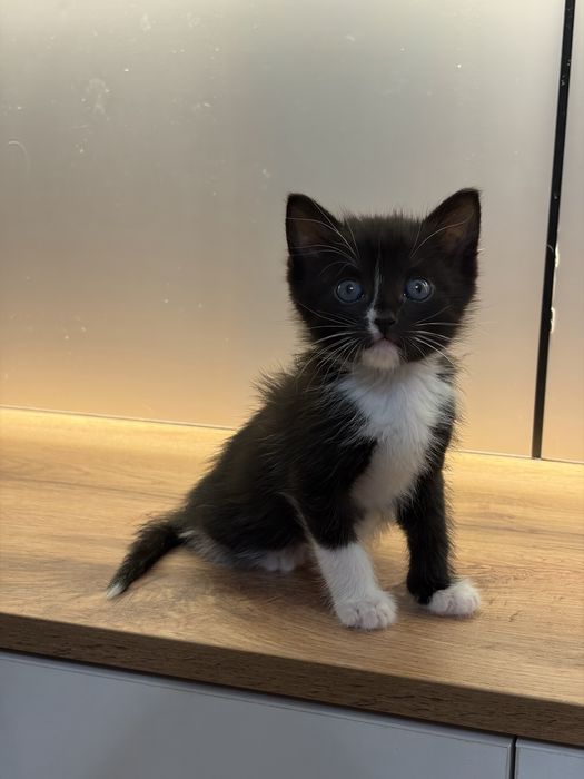 Черный котенок 1 месяц