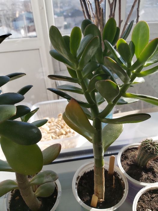 Кактус.Денежное дерево.Толстянка.