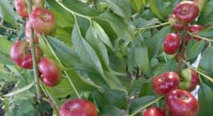 Nectarin Plat Liana