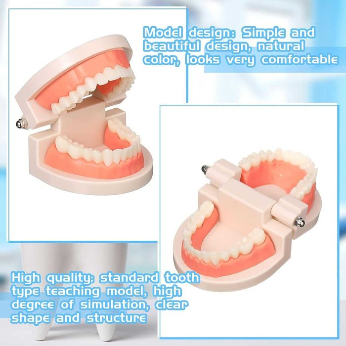 Model Dentar Educational Dinti Demonstratii & Educatie Dentara 8x5.5cm
