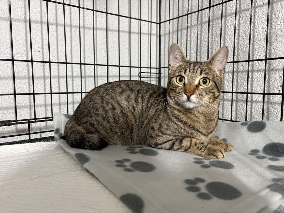 Ponti, motanel castrat pentru adoptie