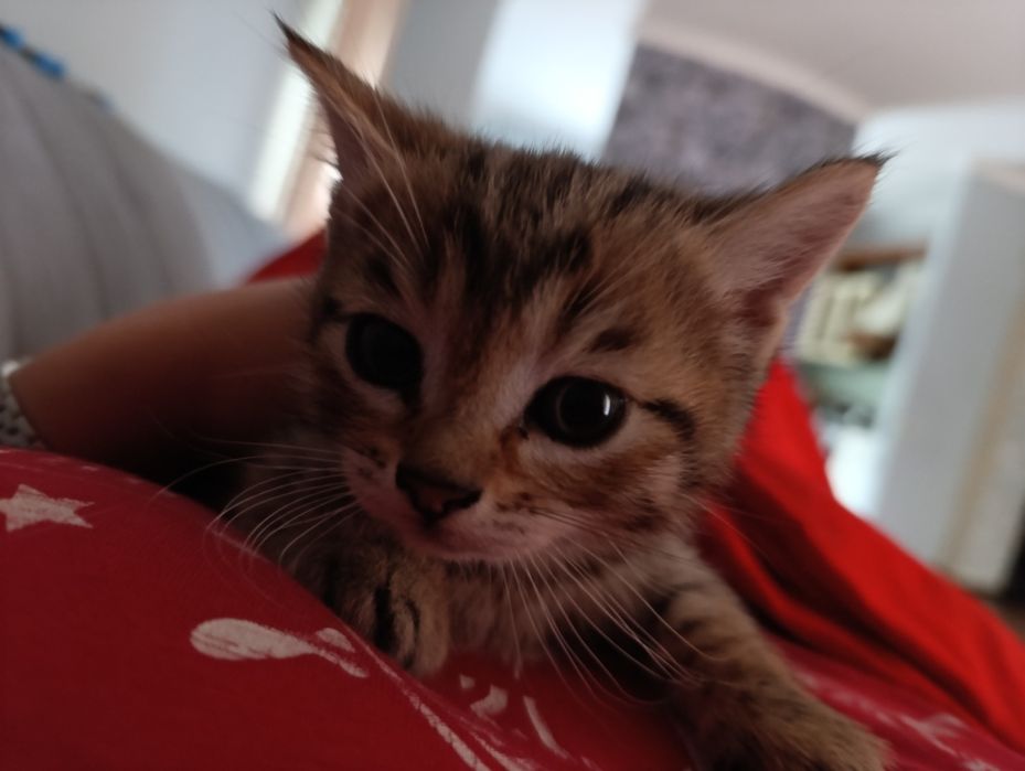 Отдадим котенка в добрые руки мальчик