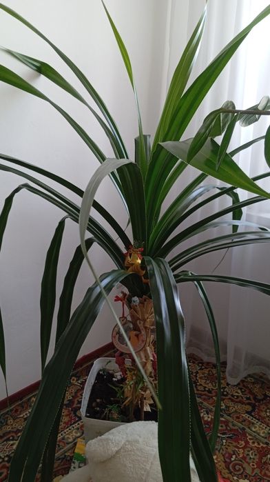 Комнатные Цветы для дома, офиса