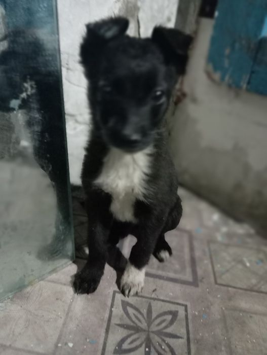 Отдам щенков кандек