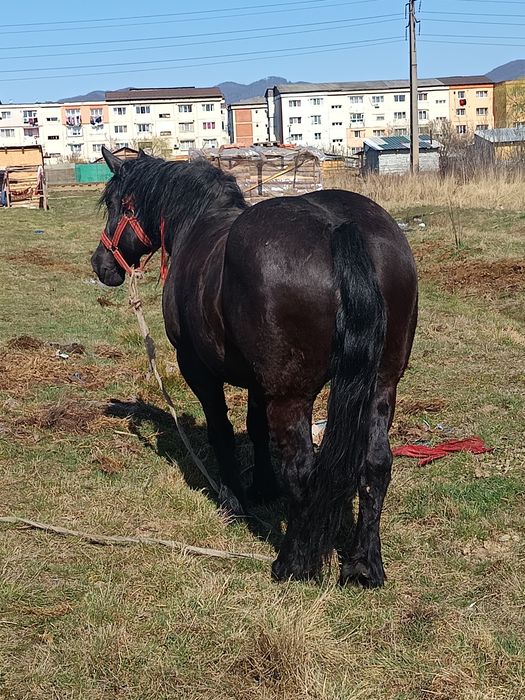 De vânzare iapa de 7 ani acte la zi pe ia 4000