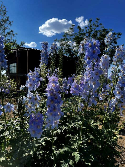 Продам дачу общество Союз