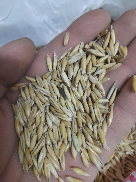 Продам овес чистый в мешках