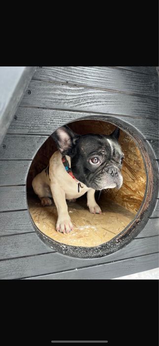 Девочка французкого бульдога ищет мальчика доя вязки