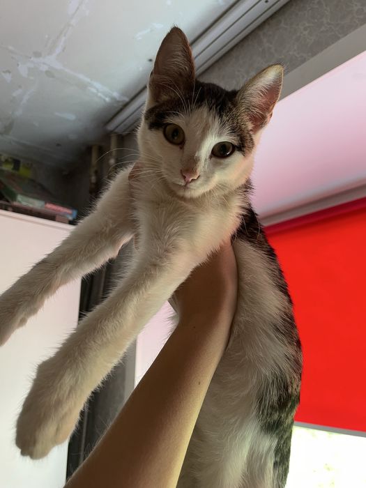 Котенок СРОЧНО ищет дом!