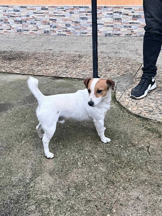 Продавам Джак Ръселчета