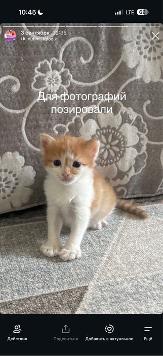 Котенок рыжа-белый
