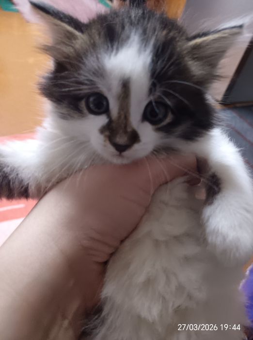 Отдам котят в добрые руки