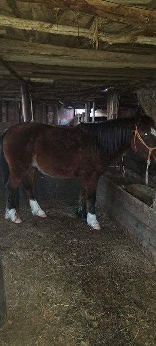 Жылқы сатылады Продаётся лошадь