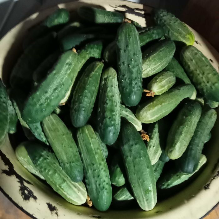 Продам огурцы свежесобранные.