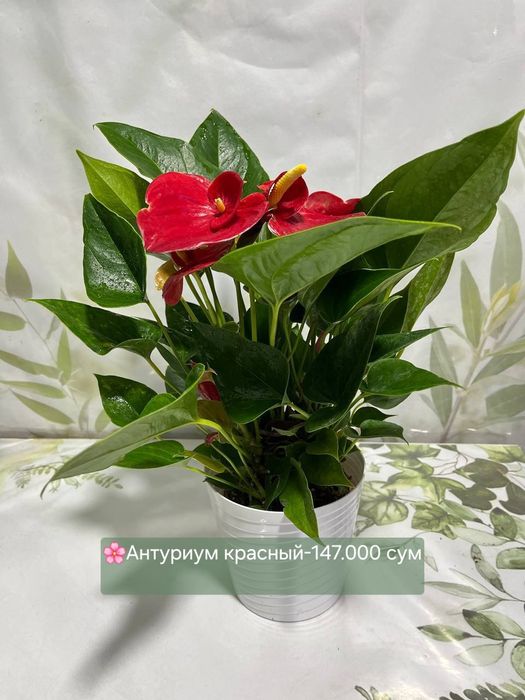 Алоказии, Аглаонемы, Хоя и др комнатные растения