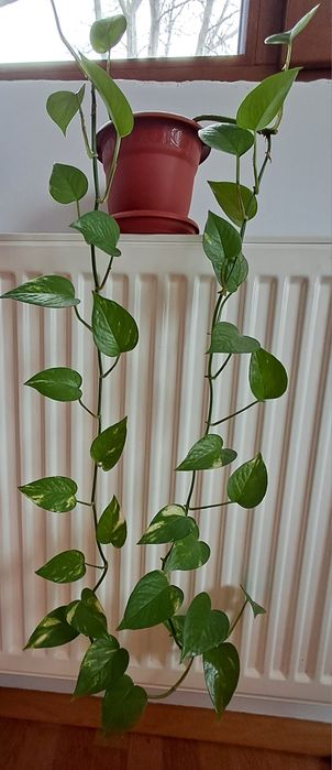 Vand planta ornamentala epipremnum aureum