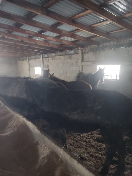 Тай лошадь бордақы