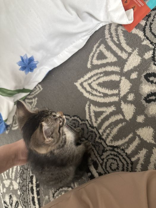 Отдам котёнка в хорошие руки
