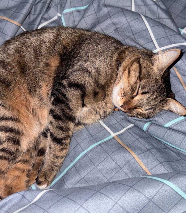 кошка отдам кошку в хорошие руки